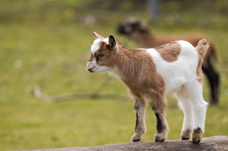 durée de vie d'une chèvre naine