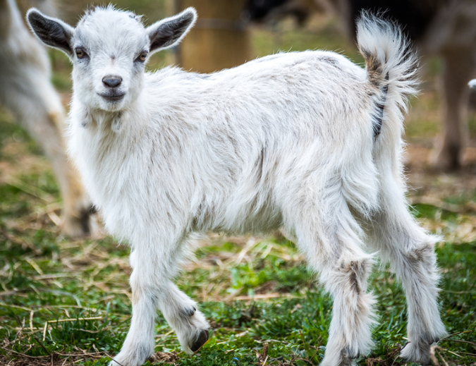 durée de vie d'une chèvre naine