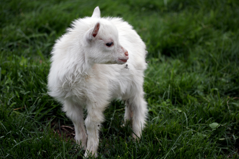 durée de vie d'une chèvre naine