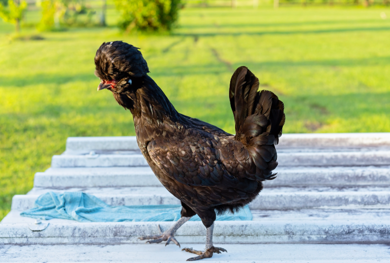 La Hollandaise Huppée Naine