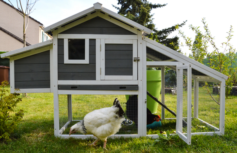 Quelle taxe pour un poulailler en 2026