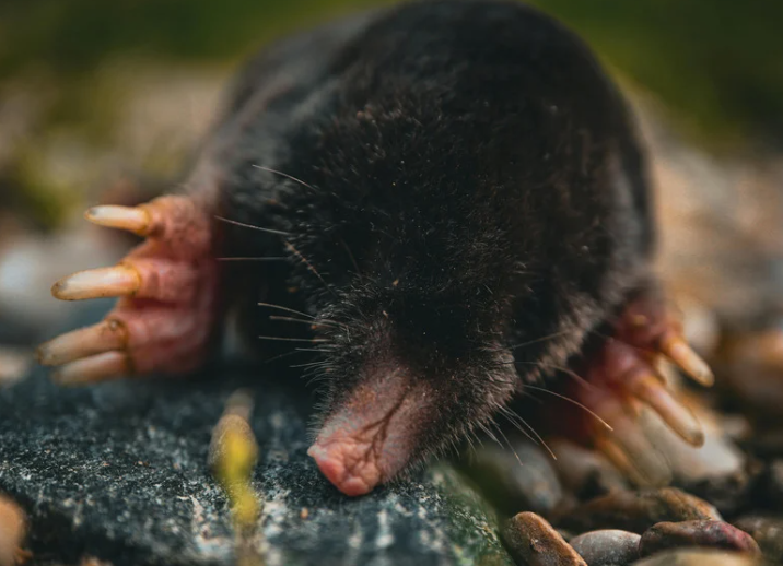 Canetaupe piège à taupe