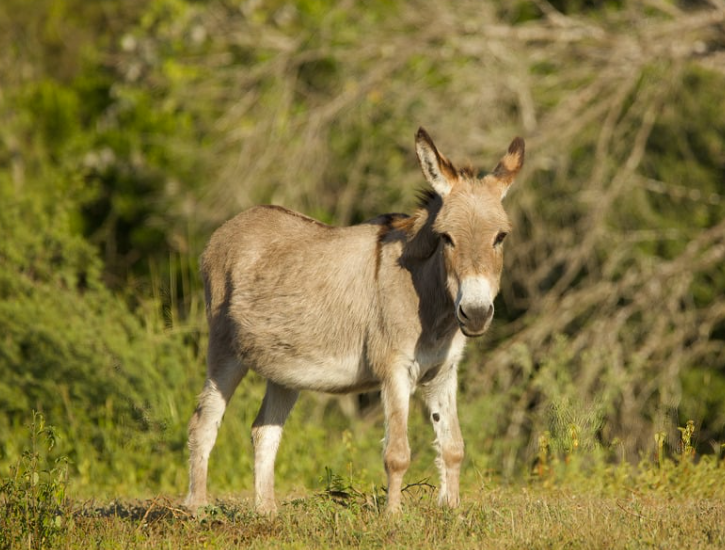 Combien coûte un âne nain