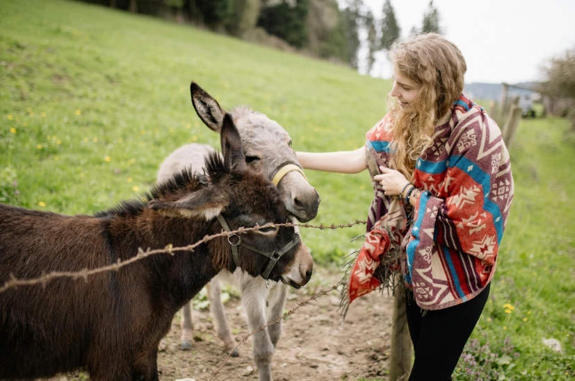 Combien coûte un âne nain