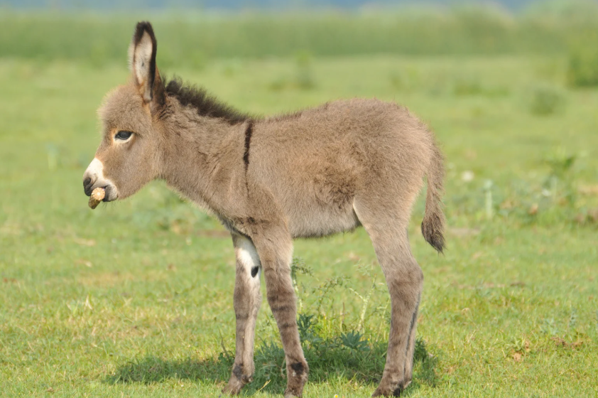 Combien coûte un âne nain