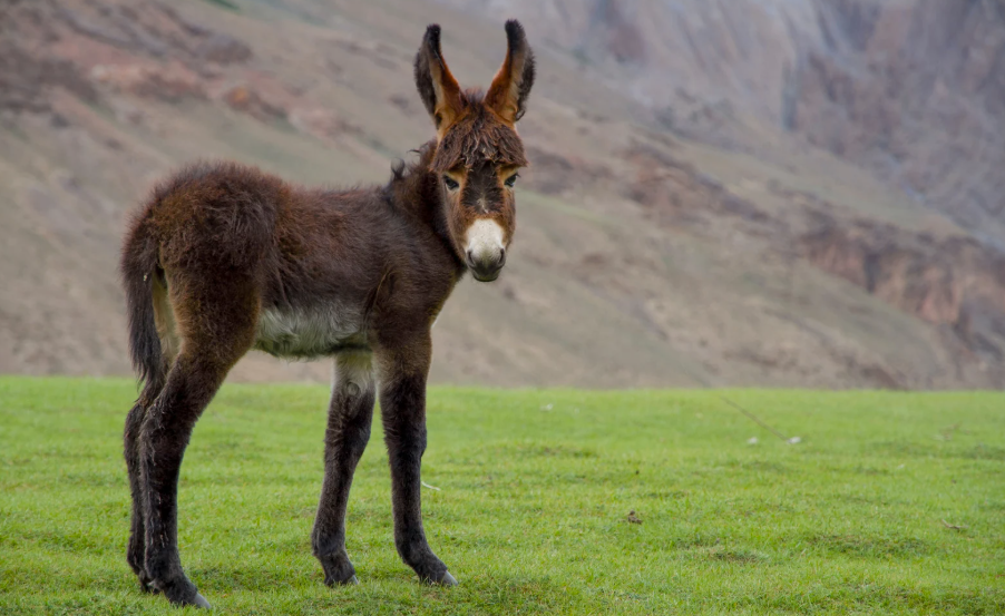 Combien coûte un âne nain