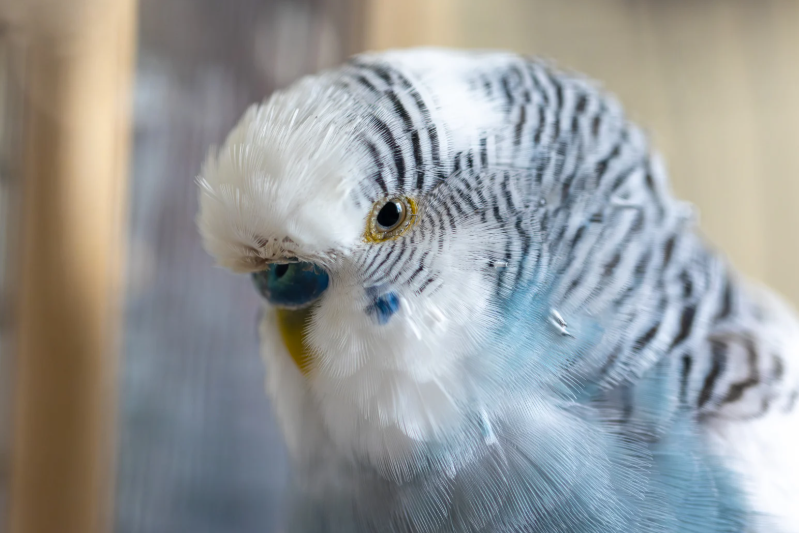 durée de vie d'une perruche