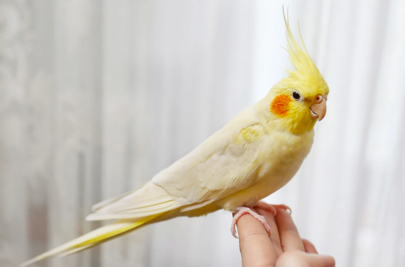 durée de vie d'une perruche