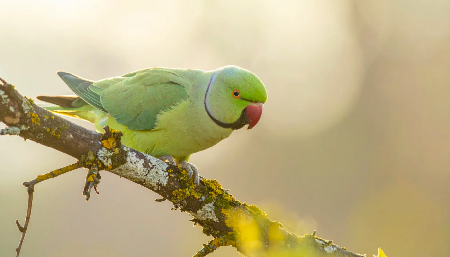 durée de vie d'une perruche