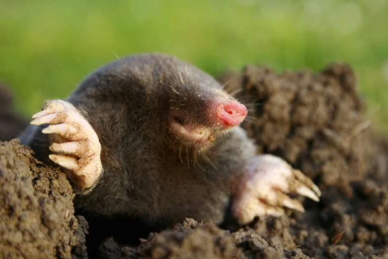 Canetaupe piège à taupe