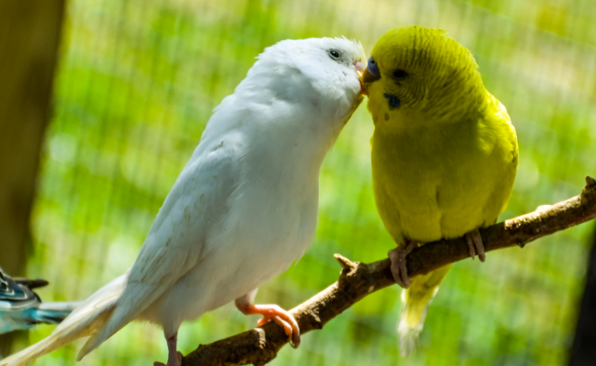 durée de vie d'une perruche