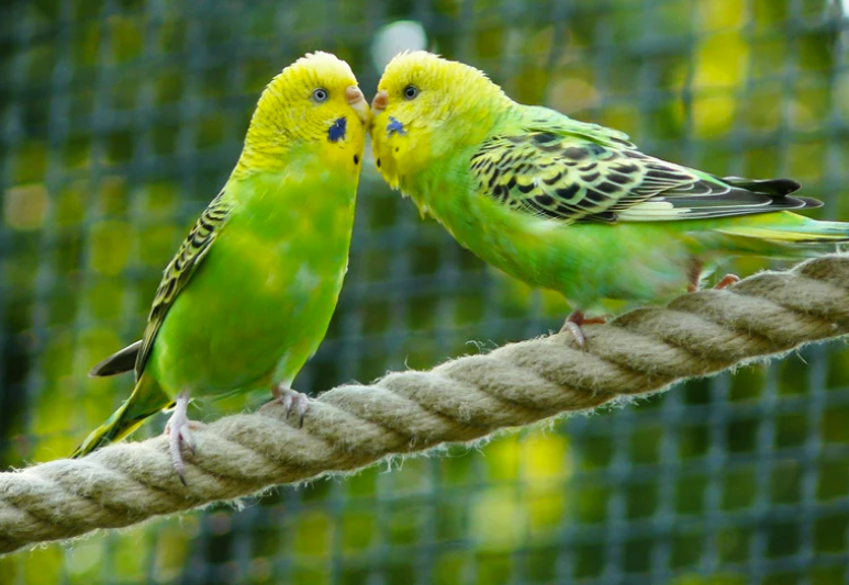 Quelle est la durée de vie d&rsquo;une perruche ? Longévité et facteurs clés