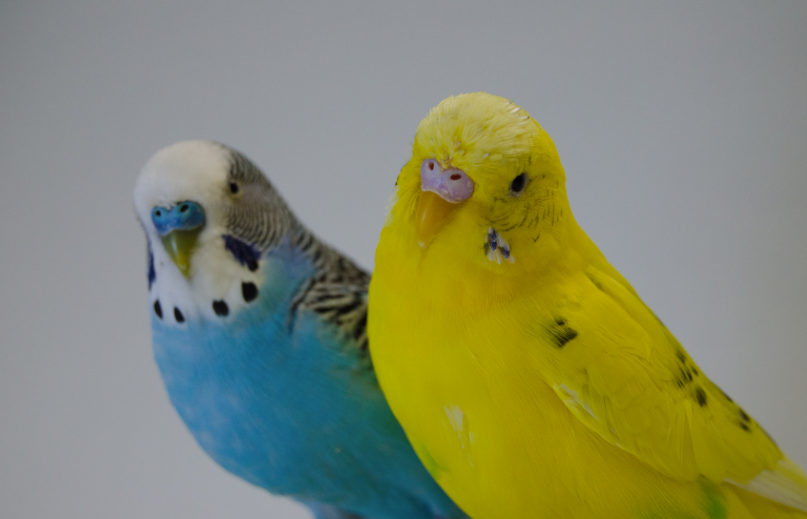 durée de vie d'une perruche