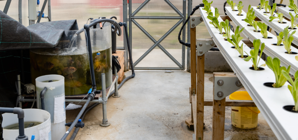 Aquaponie agriculture