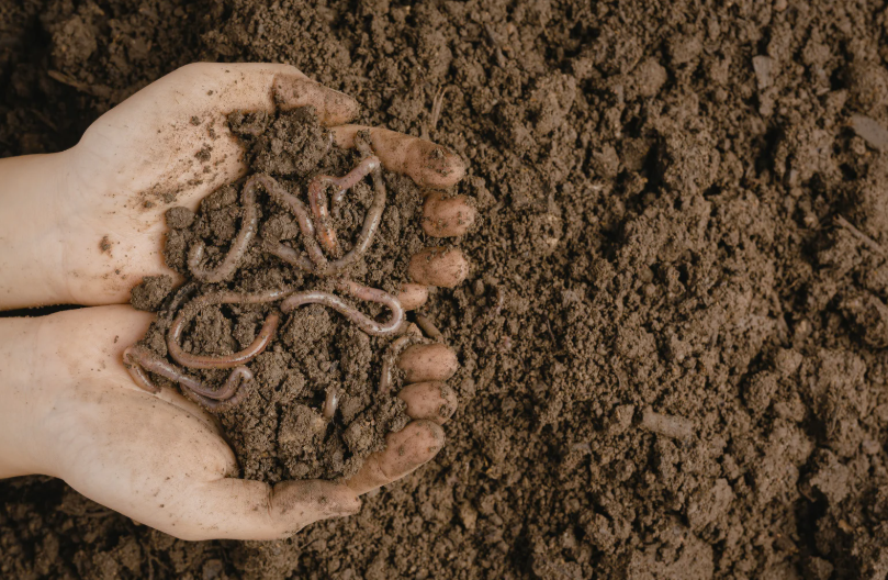quantité de fumier de cheval par m² pour un potager