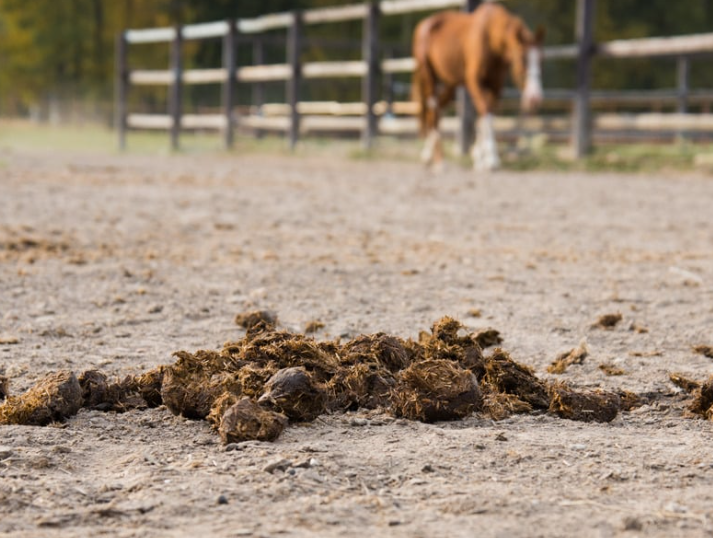 quelle quantité de fumier de cheval par m² pour un potager