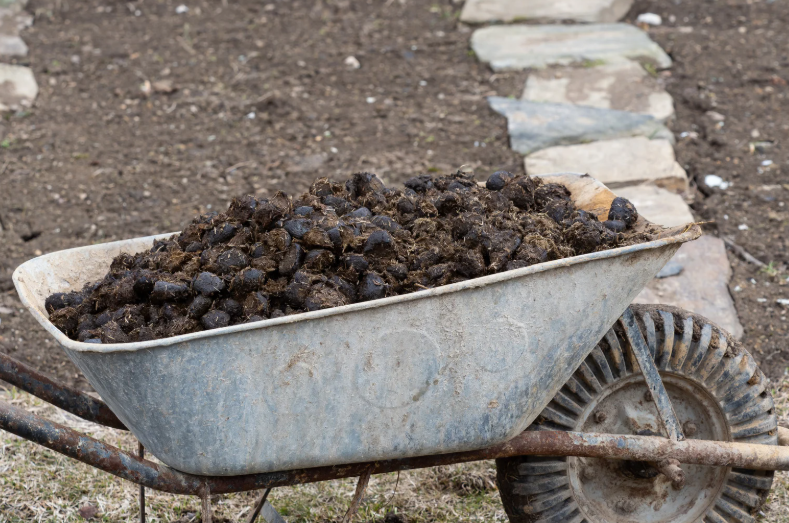 Quelle quantité de fumier de cheval par m² pour un potager ?