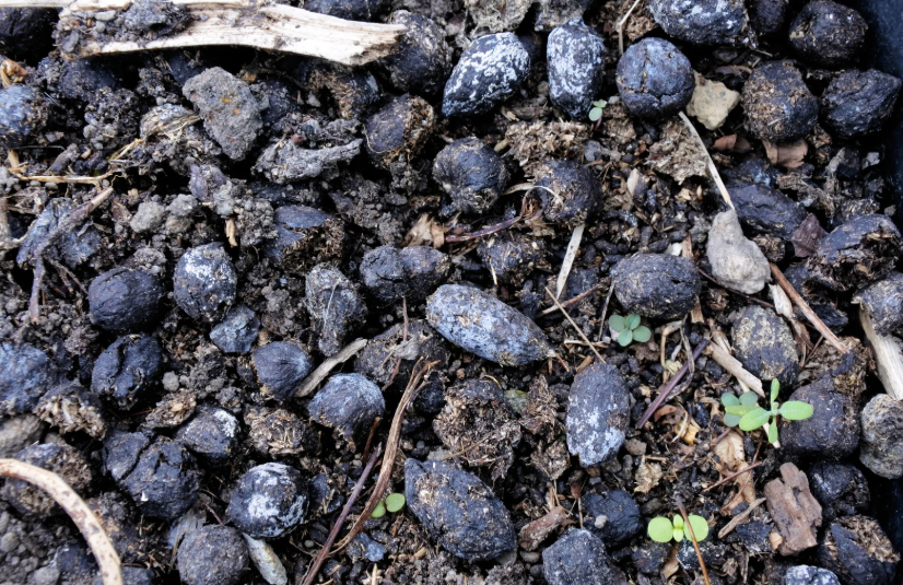 fumier de cheval par m² pour un potager quelle quantité