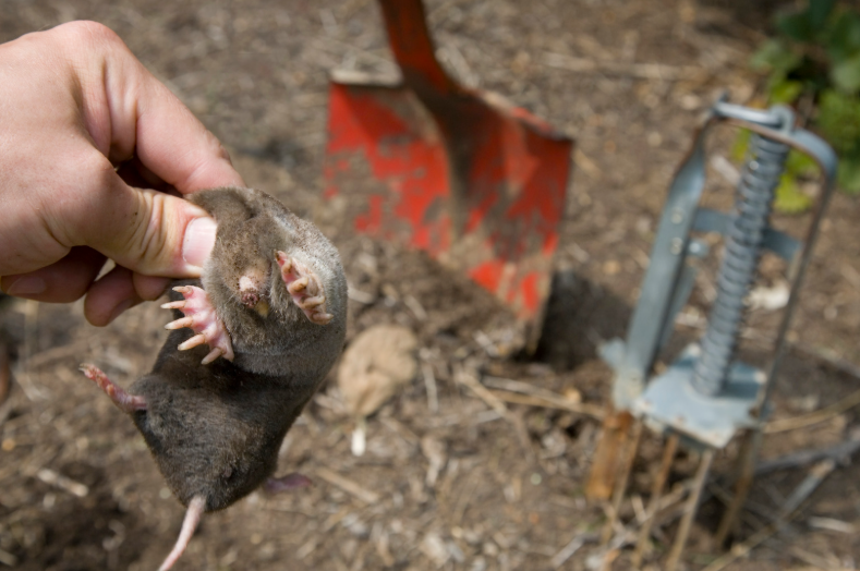 Canetaupe piège à taupe