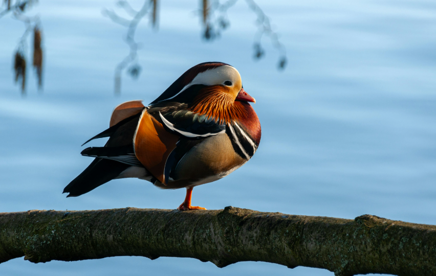 Canard mandarin