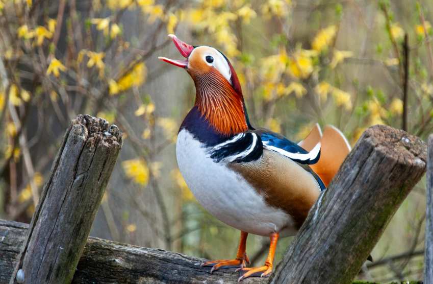 Canard mandarin