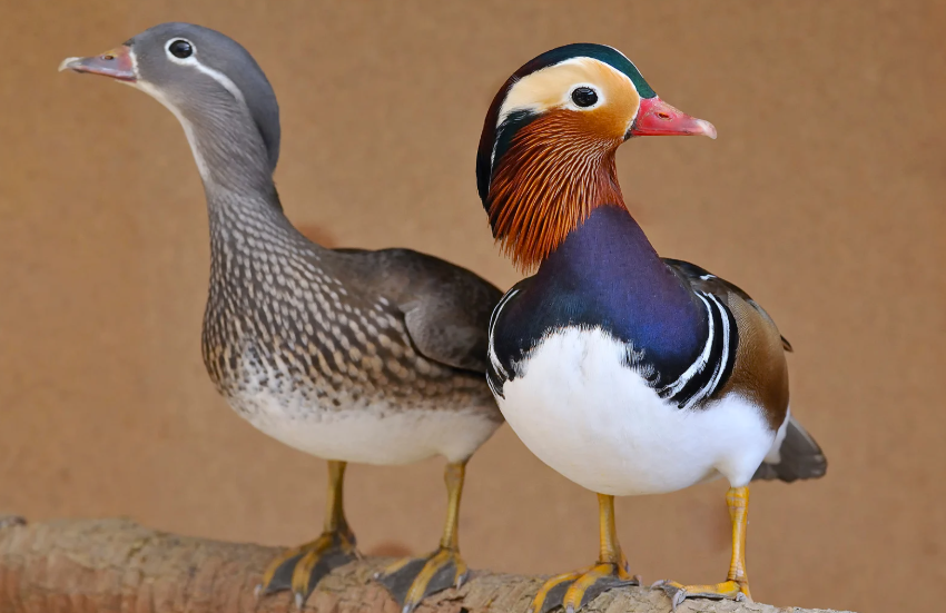 Canard mandarin