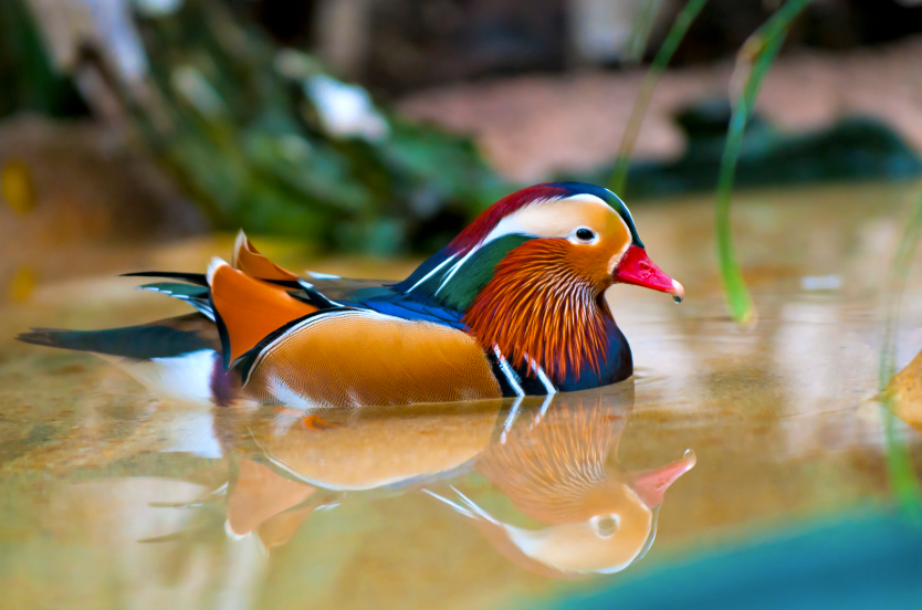 Canard mandarin