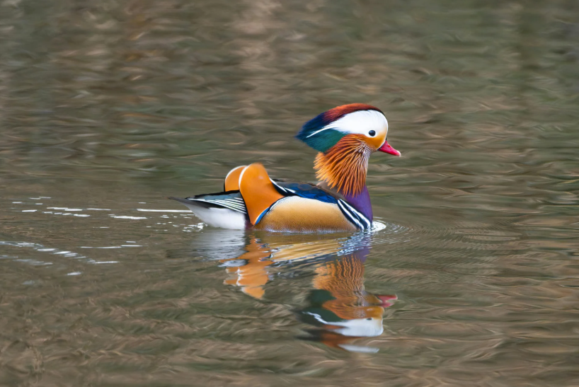 Canard mandarin