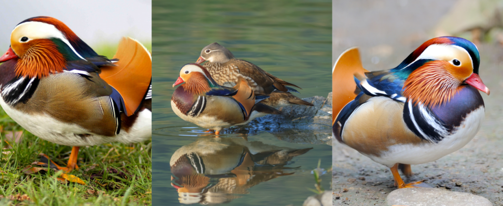 Canard mandarin