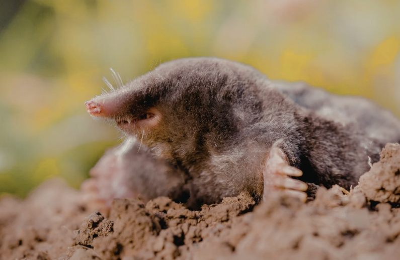 Canetaupe piège à taupe