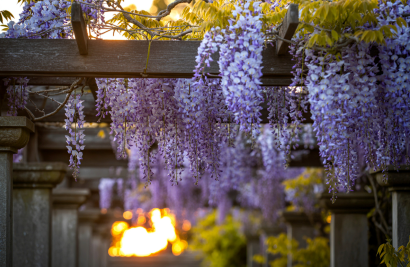 Comment couvrir une pergola