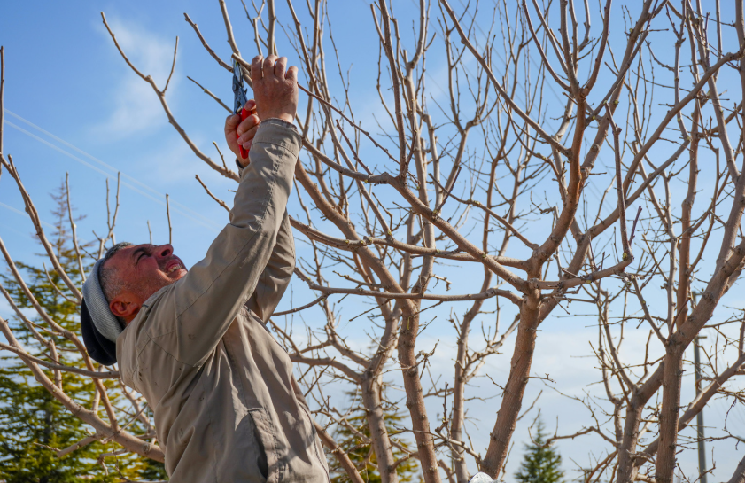 Quand faut-il tailler un olivier