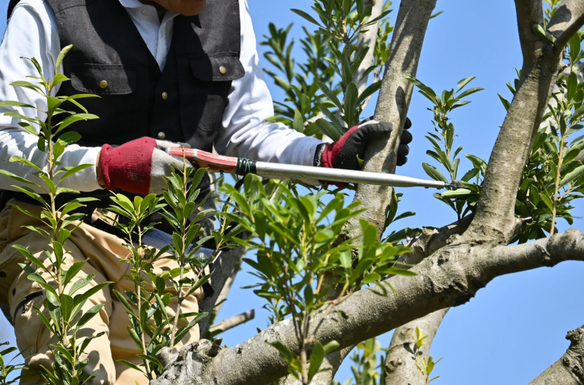 Quand faut-il tailler un olivier