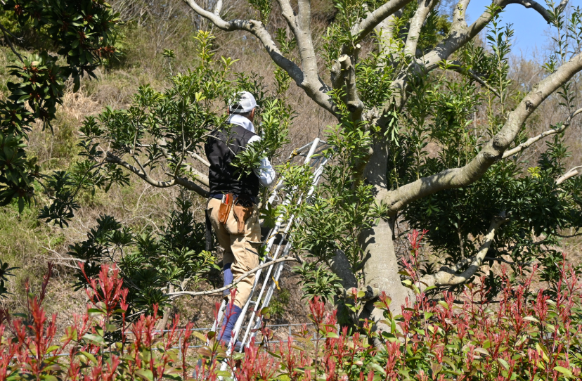 Quand faut-il tailler un olivier