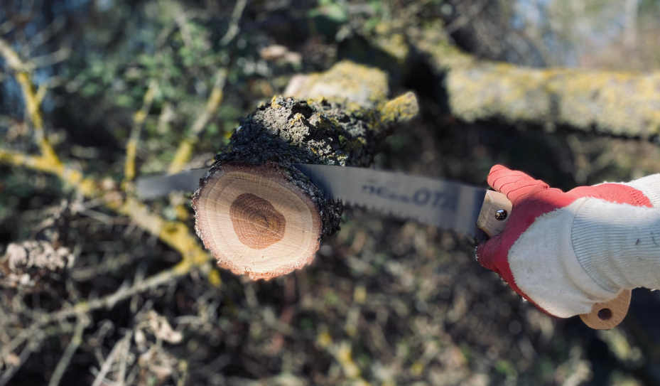 Quand faut-il tailler un olivier