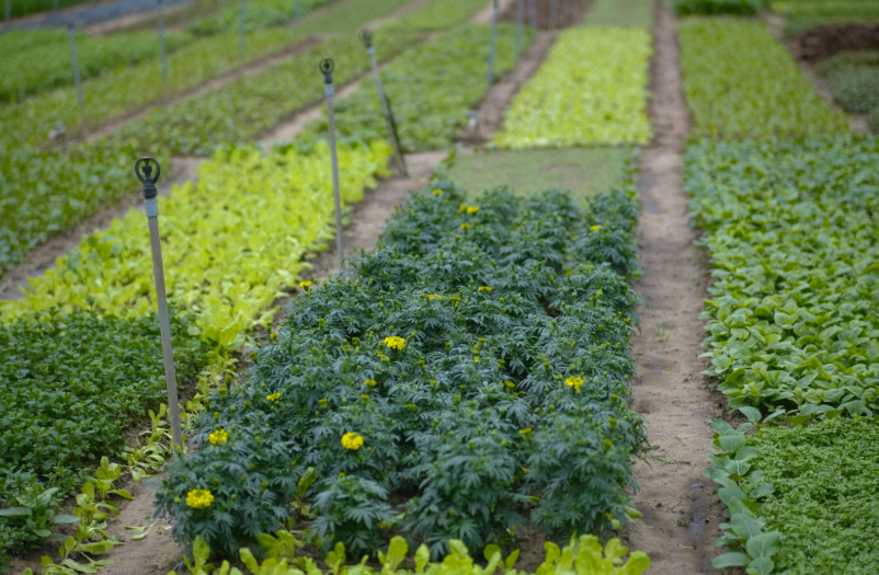 Le calendrier des légumes de saison