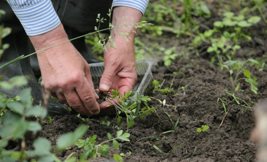 Le calendrier des légumes de saison