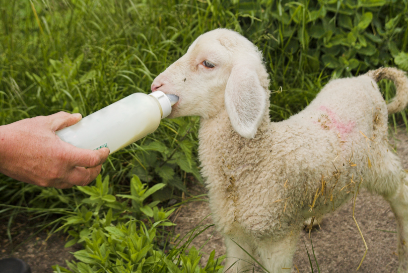 Combien de temps nourrir un agneau au biberon