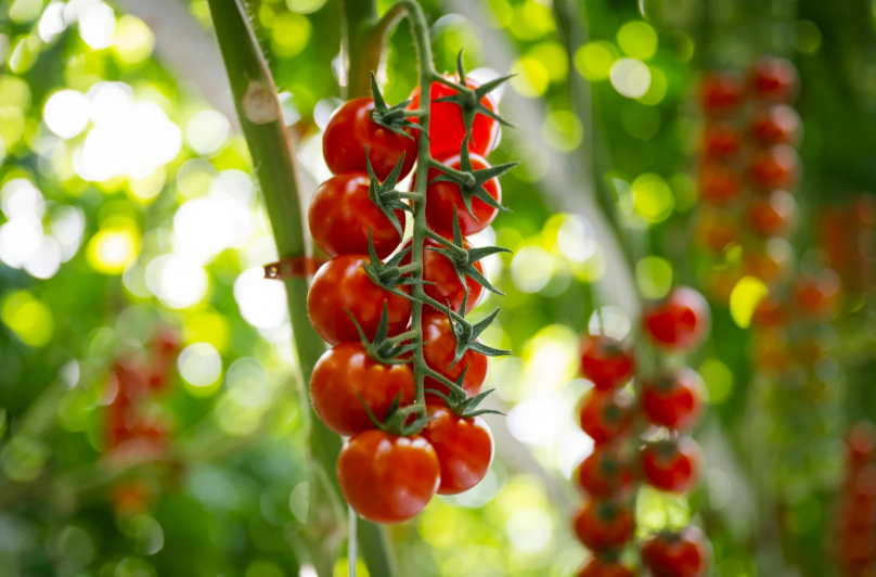 Le calendrier des légumes de saison