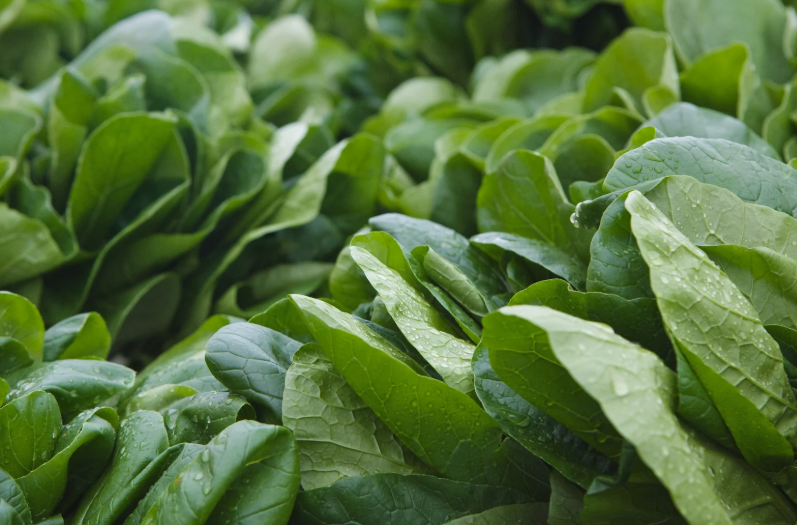 Le calendrier des légumes de saison